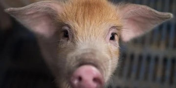 Researchers are training AI to interpret animal emotions